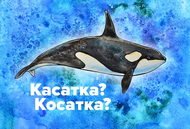 «Касатка» или «косатка»? Оба слова существуют!
