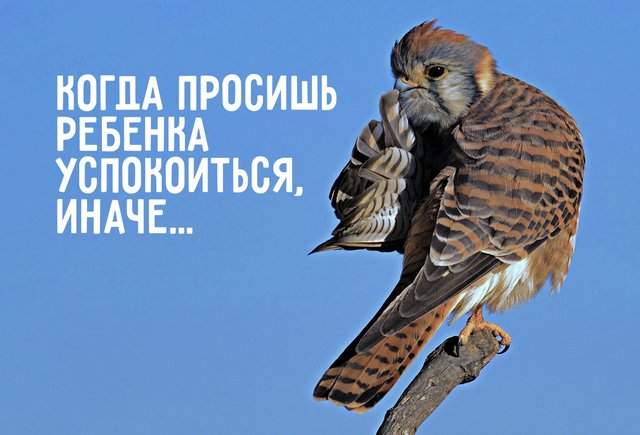 17 смешных животных, на которых похожи все современные родители