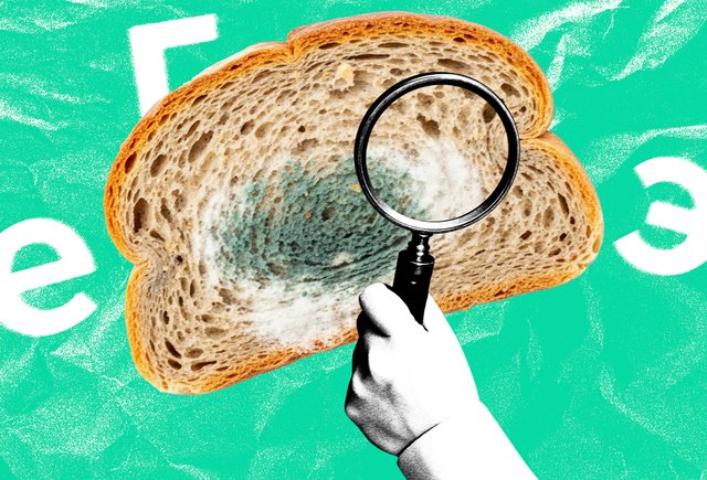 Как выглядит хлебная плесень? Тест: 8 реальных вопросов из ЕГЭ по биологии — 2026