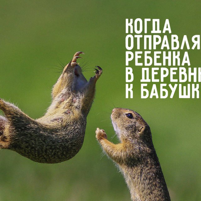 7 смешных животных, в которых каждый родитель узнает себя