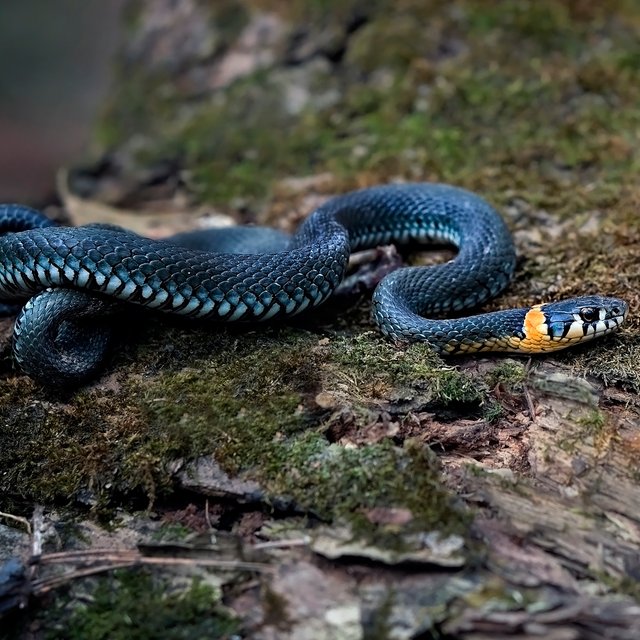 Это уж или гадюка? Тест: что вы знаете про лес и его обитателей