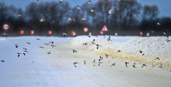 Учитель географии Михаил Деров. Что такое бердвотчинг и зачем это вам: очень весеннее хобби для всех возрастов