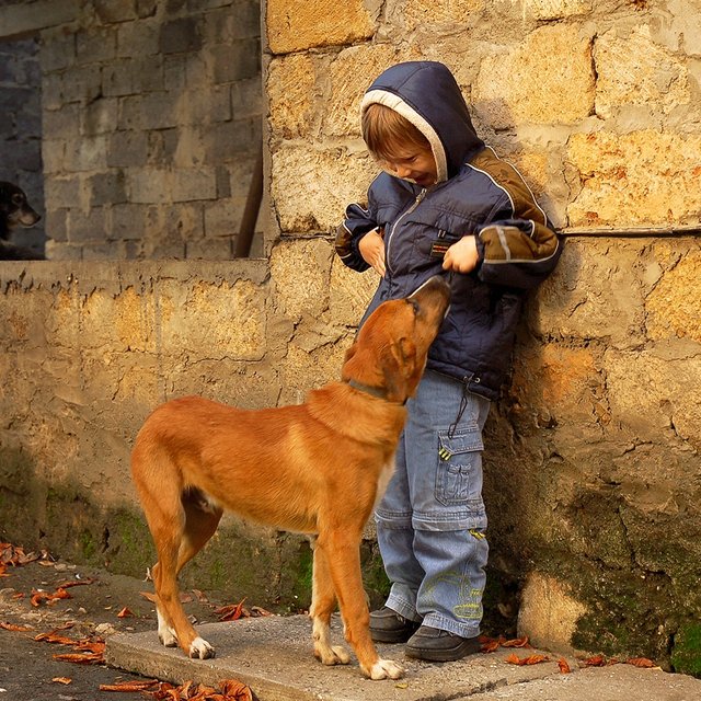 Ребёнок очень боится собак: как ему помочь
