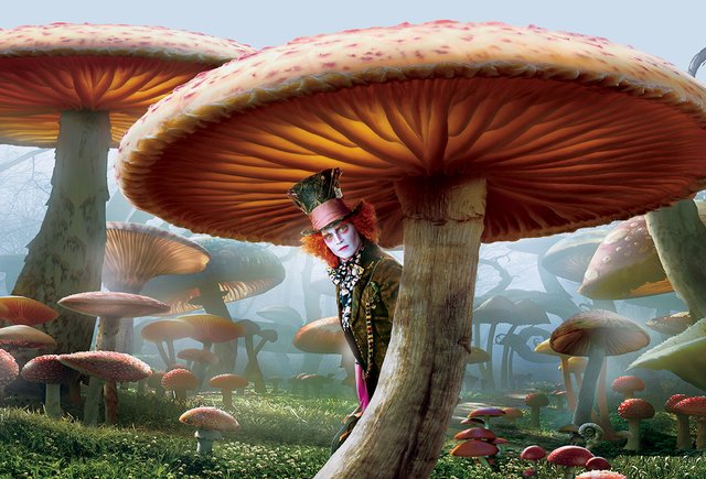 Биодобавки с грибами: правда ли они полезны и в каком случае могут быть опасными