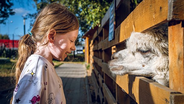 Ферма, Животные, Поход