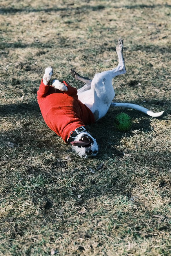 Что важно знать о собаках, собаки валяются в вонючках, собаки оставляют метки