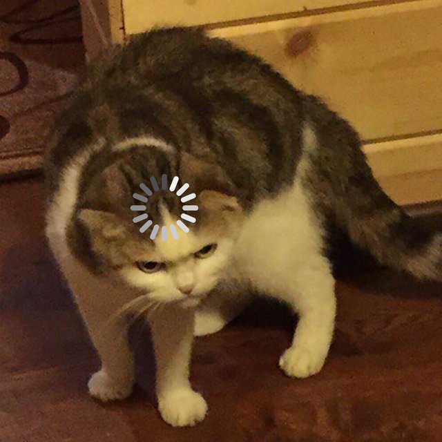 Что такое «жиза» и как использовать это слово