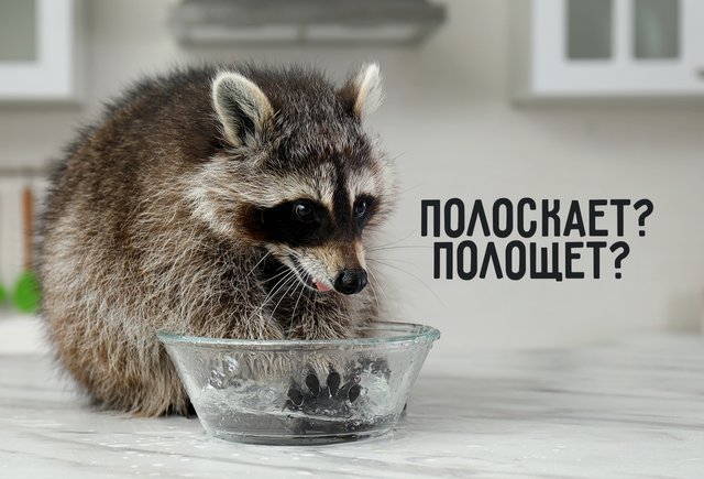 «Полоскает» или «полощет»? 10 хитрых глаголов, которые можно употреблять в двух вариантах