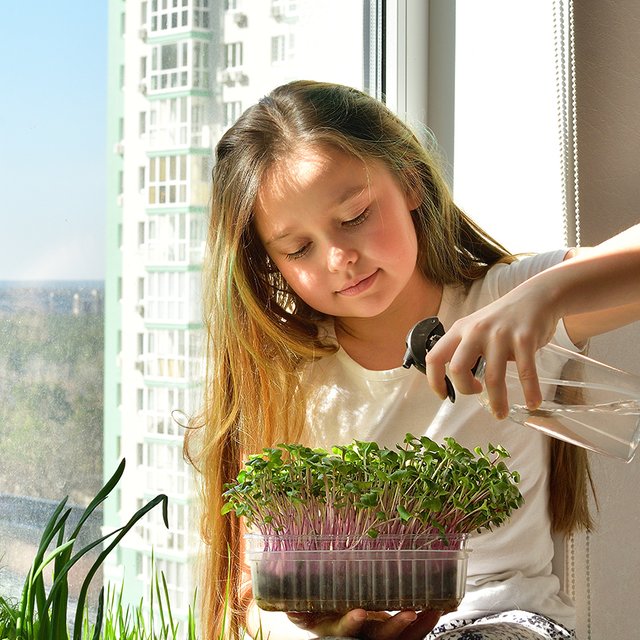 5 типов растений, чтобы посадить на подоконнике прямо сейчас: детям будет интересно