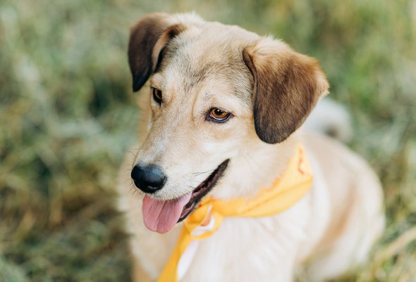 Фотография собаки. Фестиваль «Собаки, которые любят… и котики!»