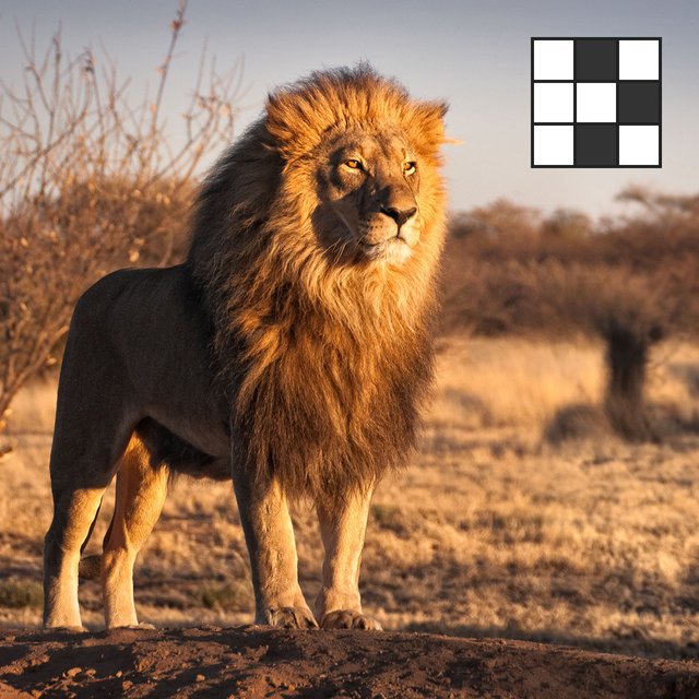 Царь зверей — это кто? Кроссворд на знание животного мира