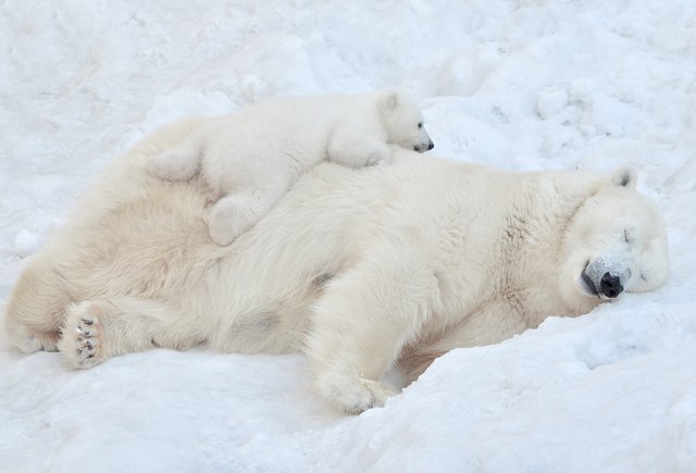 Все ли медведи спят зимой? А барсуки? Тест: кто из зверей впадает в спячку