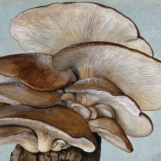 Бывают ли грибы-хищники? Тест: знаете ли вы биологию лучше пятиклассника