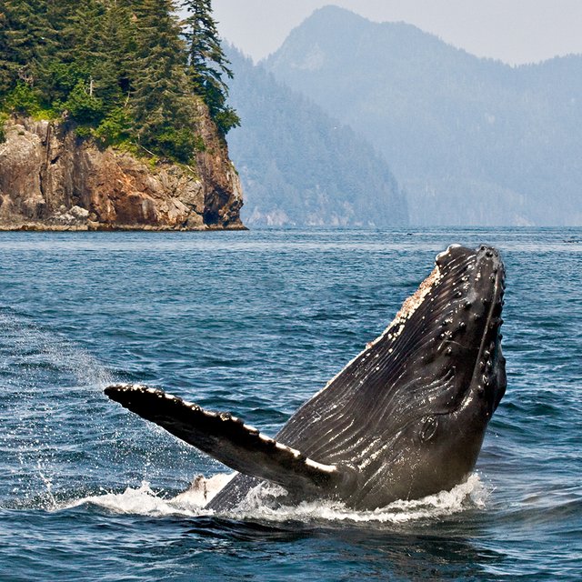 6 крутых документалок о природе для всей семьи: залипнут даже подростки