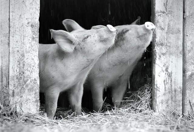 9 самых нишевых на свете фильмов: будни свиноматки, хоррор со слизнями и максимально несмешные программисты