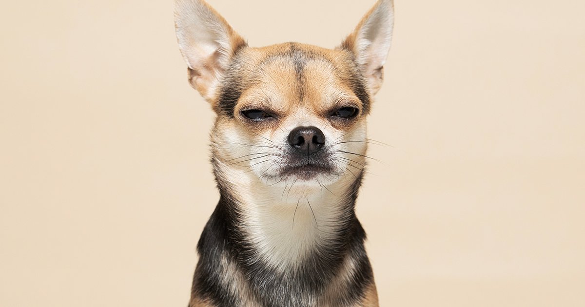 Быть «начеку» или «на чеку»: как писать правильно