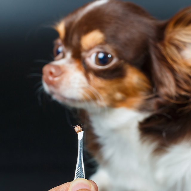 Собаку укусил клещ: что нужно делать, а что нельзя