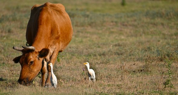 Учитель географии Михаил Деров. Что такое бердвотчинг и зачем это вам: очень весеннее хобби для всех возрастов