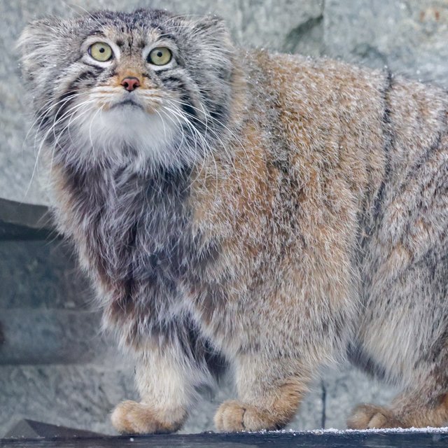 Что такое «зажировка»