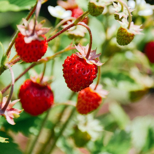 Это клубника или земляника? Тест: что за ягода на картинке