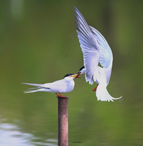 Учитель географии Михаил Деров. Что такое бердвотчинг и зачем это вам: очень весеннее хобби для всех возрастов