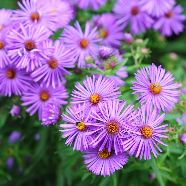 Это пион или астра? Тест: разбираетесь ли вы в дачных цветах