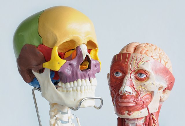 Роговица — это про глаз или про ухо? Тест: выживете ли вы на ЕГЭ по биологии