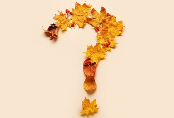 Знак вопроса из осенних листьев. Каникулы