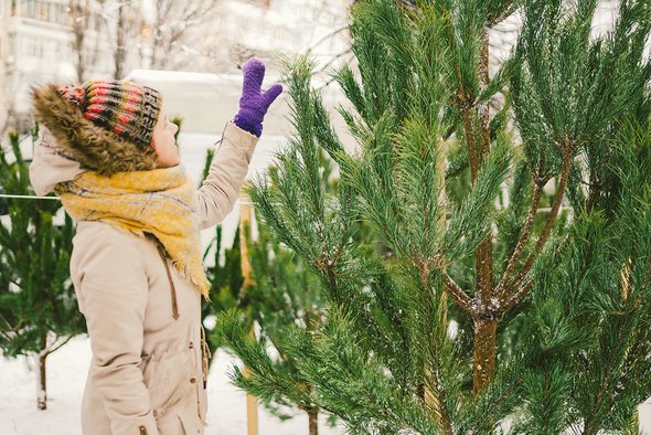 Девушка на елочном базаре. Клещи в новогодних елках