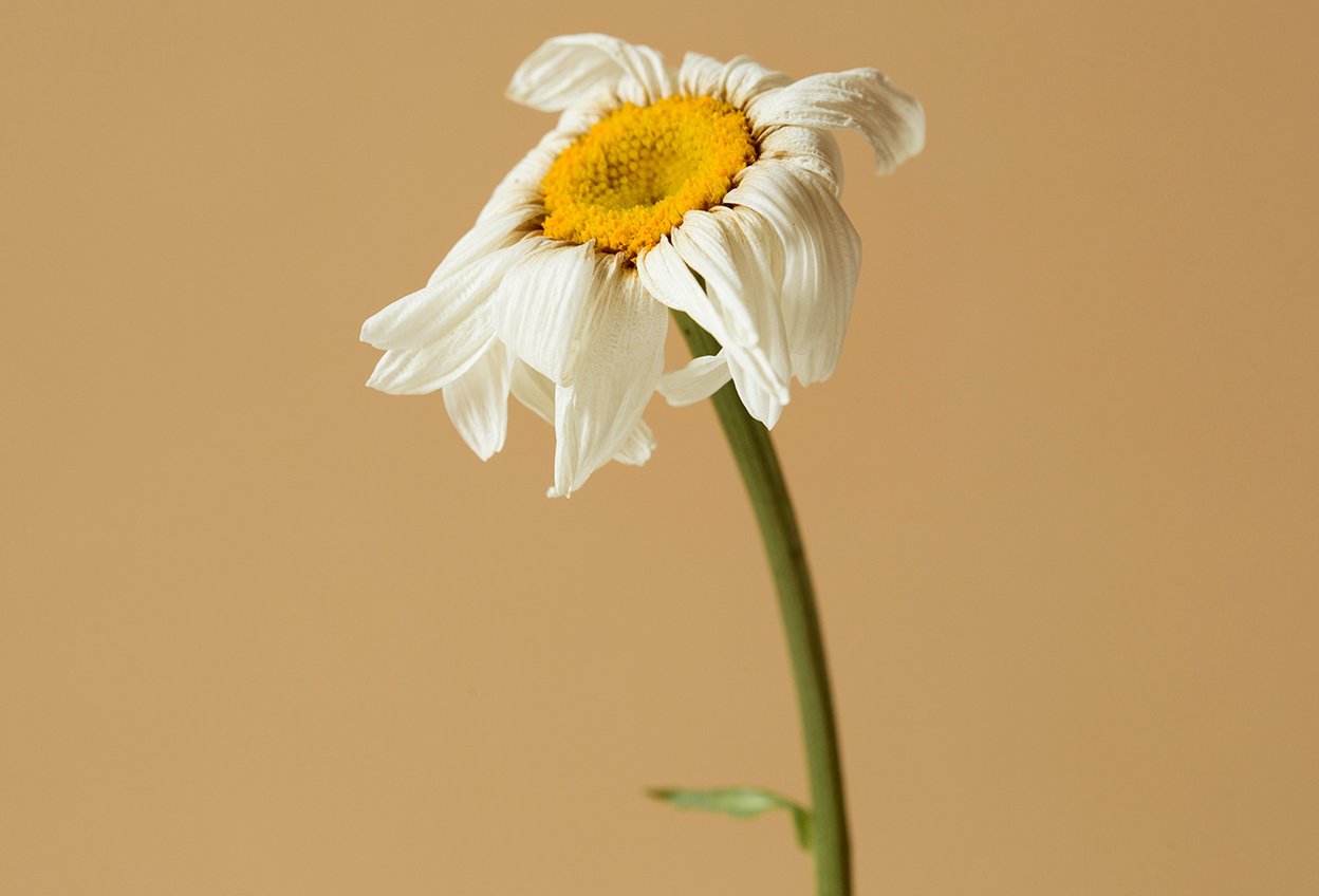 Завядший цветок ромашки. Детская усталость и перегрузка