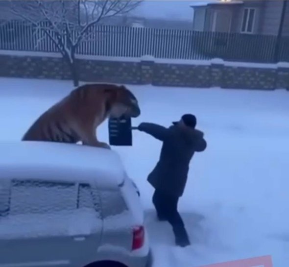 Фейковое ИИ-видео с нападением амурского тигра