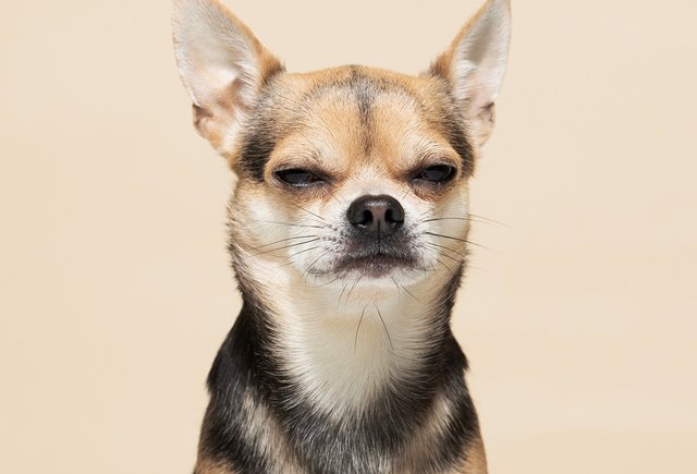 Быть «начеку» или «на чеку»: как писать правильно