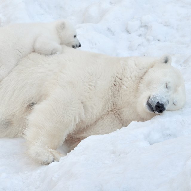Все ли медведи спят зимой? А барсуки? Тест: кто из зверей впадает в спячку