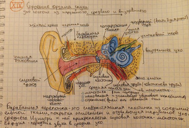 Невероятные конспекты, которые полюбил тикток: как школьник сделал биологию модной