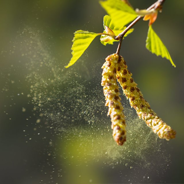 В Москве красный уровень концентрации пыльцы березы: чем это грозит и что делать аллергикам