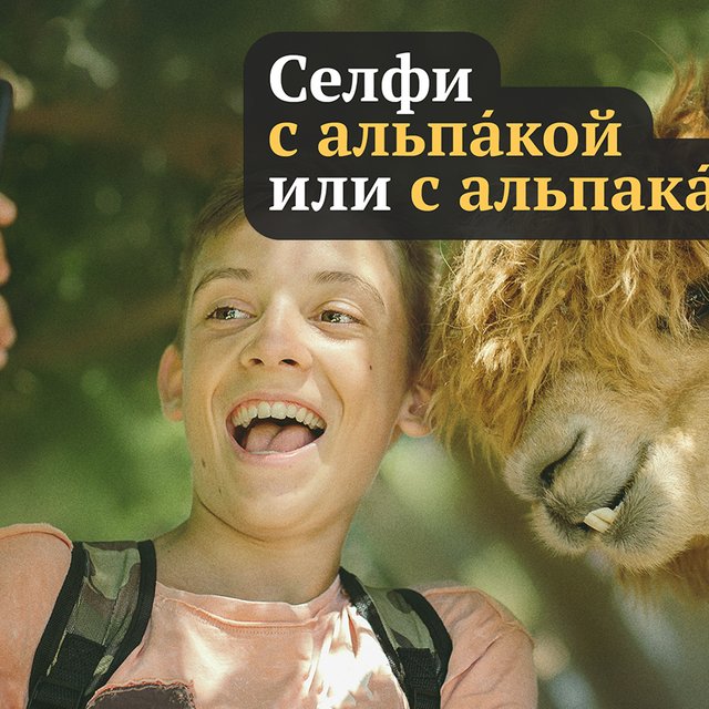 «Селфи с альпака» или «Селфи с альпакой»? 7 сложных случаев склонения существительных