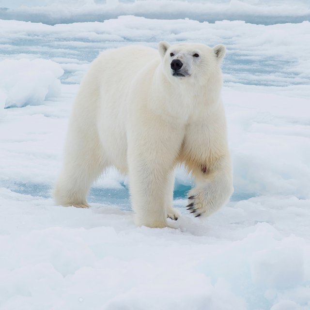 Белые медведи — из Арктики или Антарктиды? Тест по местам обитания диких животных