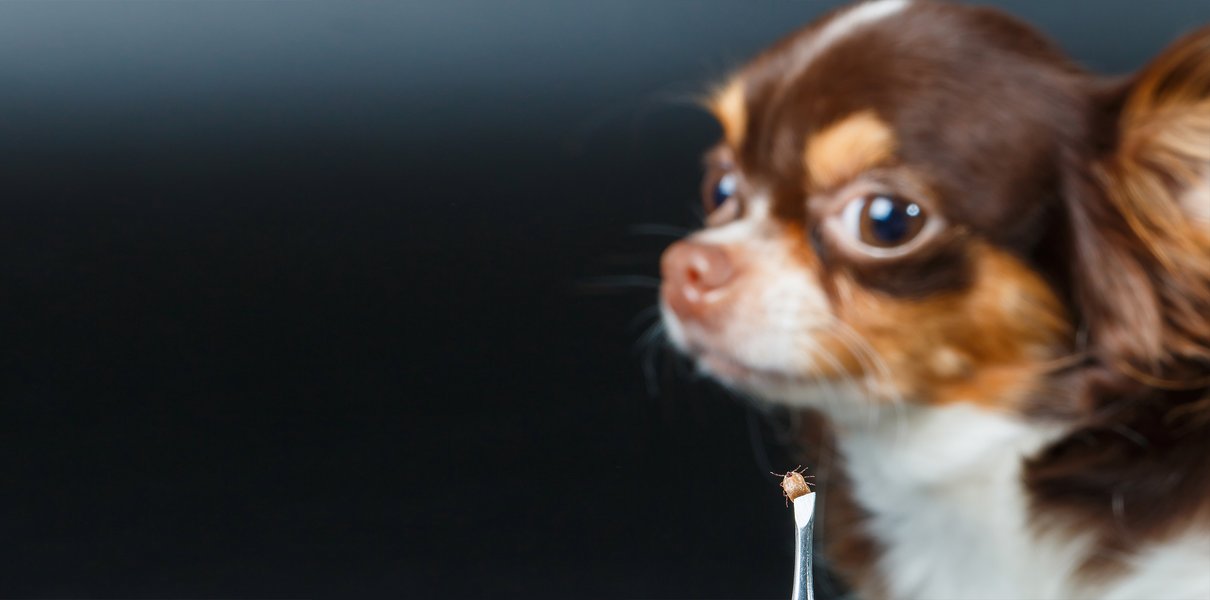 Собаку укусил клещ: что нужно делать, а что нельзя | Мел