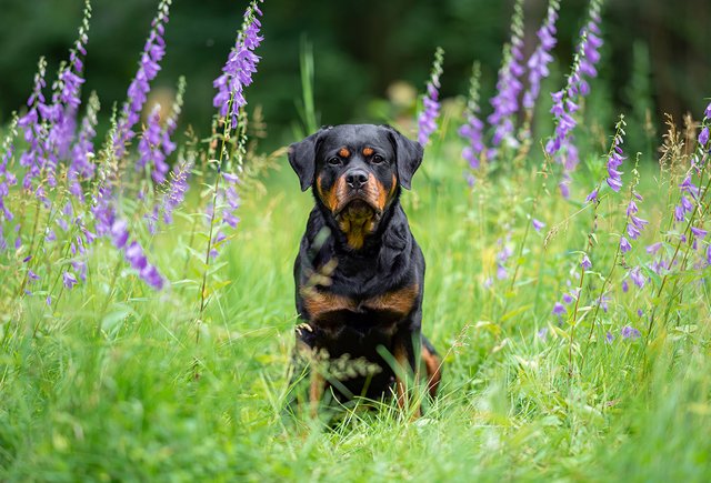Обложка Реестр опасных собак хотят расширить — что не так со списком пород и как правильно вести себя с любой собакой