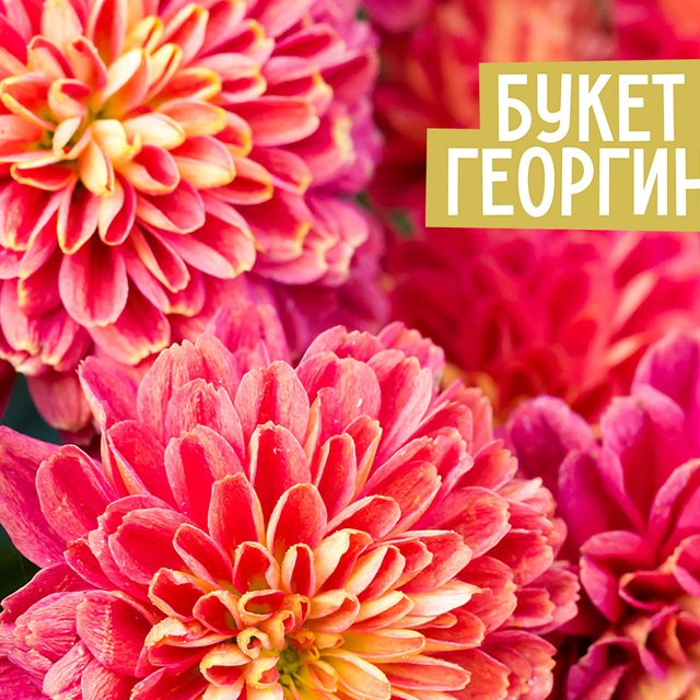 «Букет георгин» или «букет георгинов»? Как говорить правильно