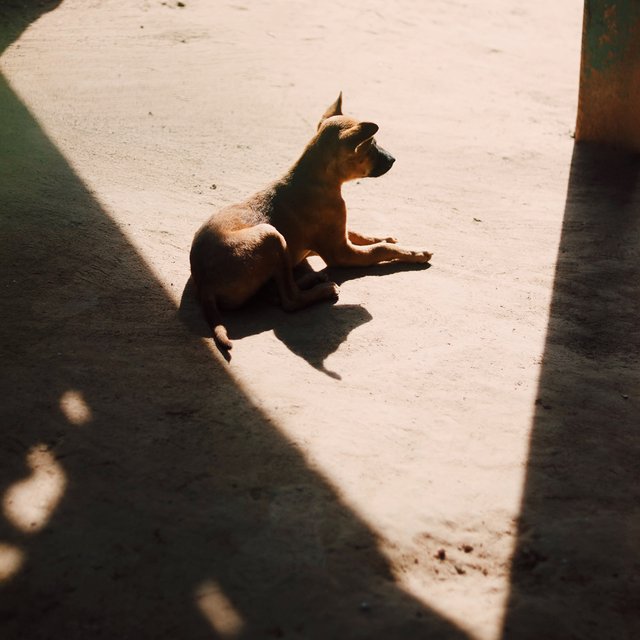 С собакой была девочка в розовой куртке: школьницу подозревают в жестоком убийстве щенка в Челябинске