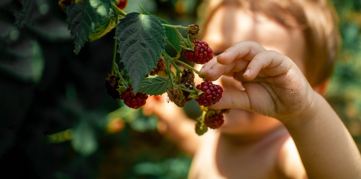 Какие ягоды и в каком количестве можно давать годовалому ребёнку?