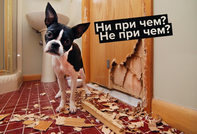 «Ни при чем» или «не при чем»: как писать правильно