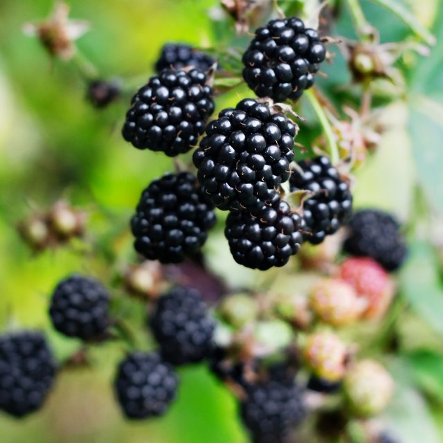 Волчье лыко или ежевика? Тест: отличите съедобные плоды от ядовитых по фото