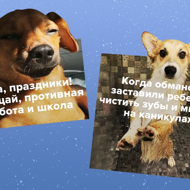 17 мемов с собаками, которые идеально описывают жизнь родителя