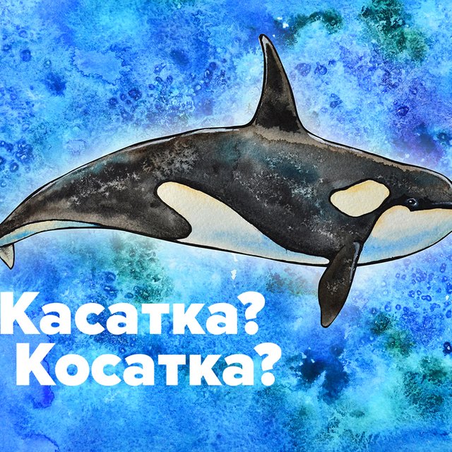 «Касатка» или «косатка»? Оба слова существуют!