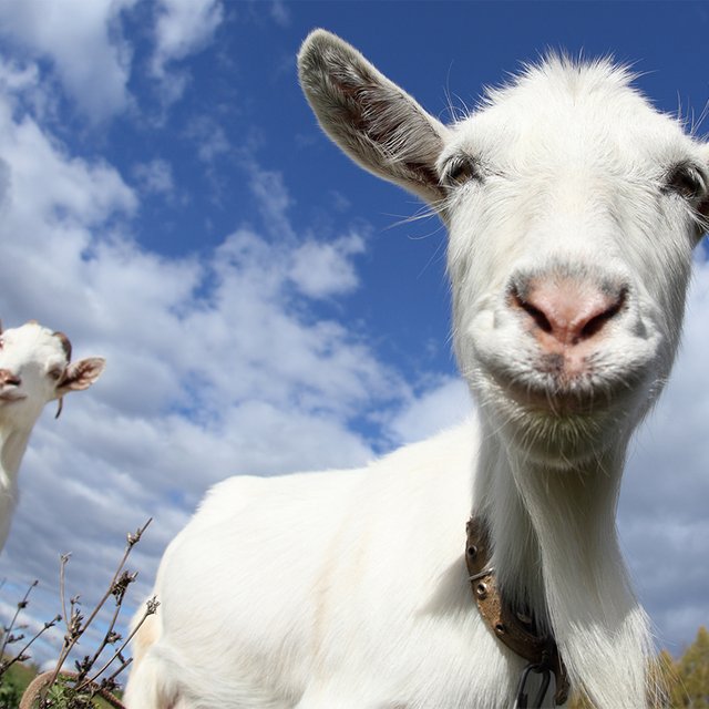 «Два козла» или «двое козлов»: как говорить правильно