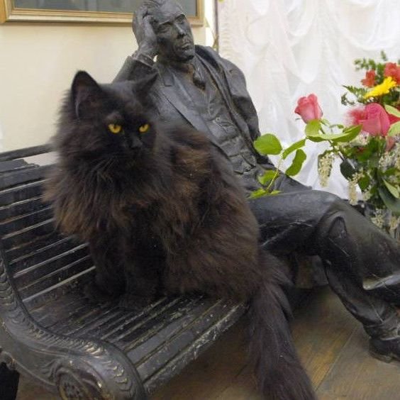 В Москве украли кота Бегемота, который живёт в "Булгаковском доме". Потом животное подкинули к театру Моссовета