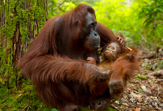 8 самых необычных родителей животного мира