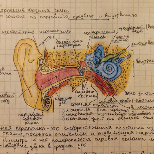 Невероятные конспекты, которые полюбил тикток: как школьник сделал биологию модной